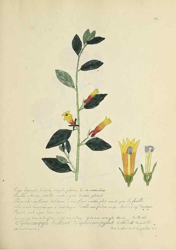 Reproducción/Reproduction 49500866113: Flore universelle. Saint-Denis :Au Bureau et chez Meilhac :[1848]-[1849]. 