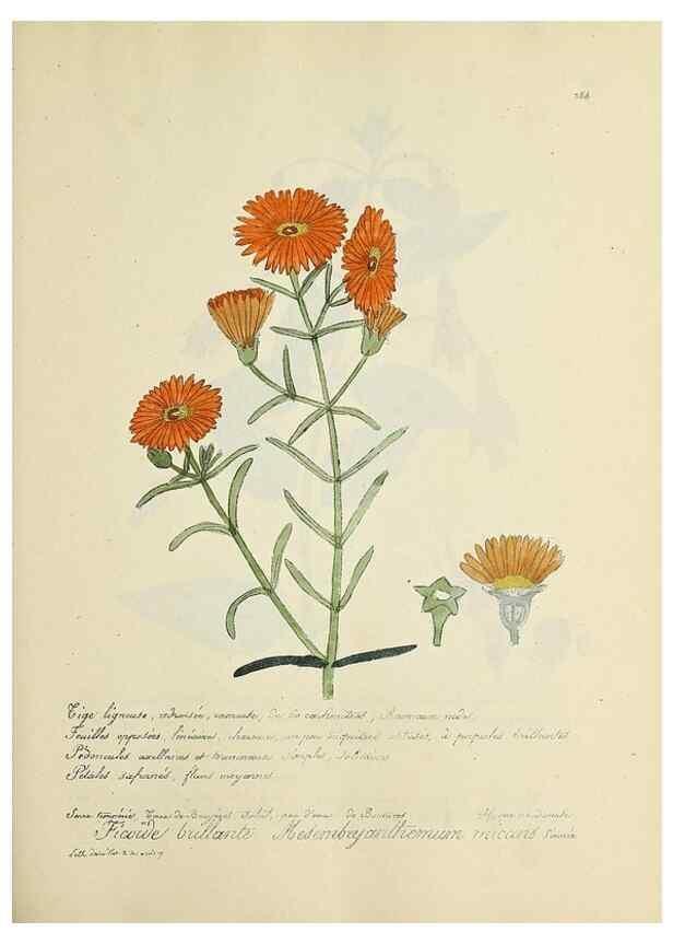 Reproducción/Reproduction 49501371001: Flore universelle. Saint-Denis :Au Bureau et chez Meilhac :[1848]-[1849]. 