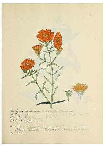 Reproducción/Reproduction 49501371001: Flore universelle. Saint-Denis :Au Bureau et chez Meilhac :[1848]-[1849]. 