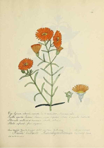 Reproducción/Reproduction 49501371001: Flore universelle. Saint-Denis :Au Bureau et chez Meilhac :[1848]-[1849]. 