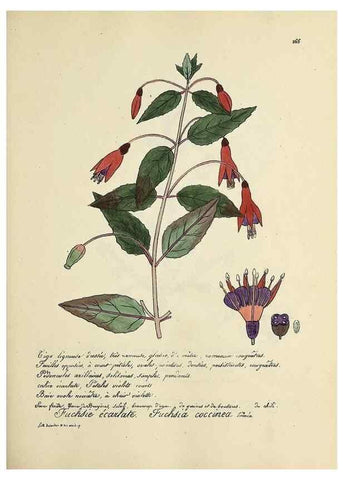 Reproducción/Reproduction 49500866863: Flore universelle. Saint-Denis :Au Bureau et chez Meilhac :[1848]-[1849]. 