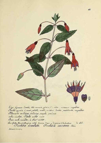 Reproducción/Reproduction 49500866863: Flore universelle. Saint-Denis :Au Bureau et chez Meilhac :[1848]-[1849]. 