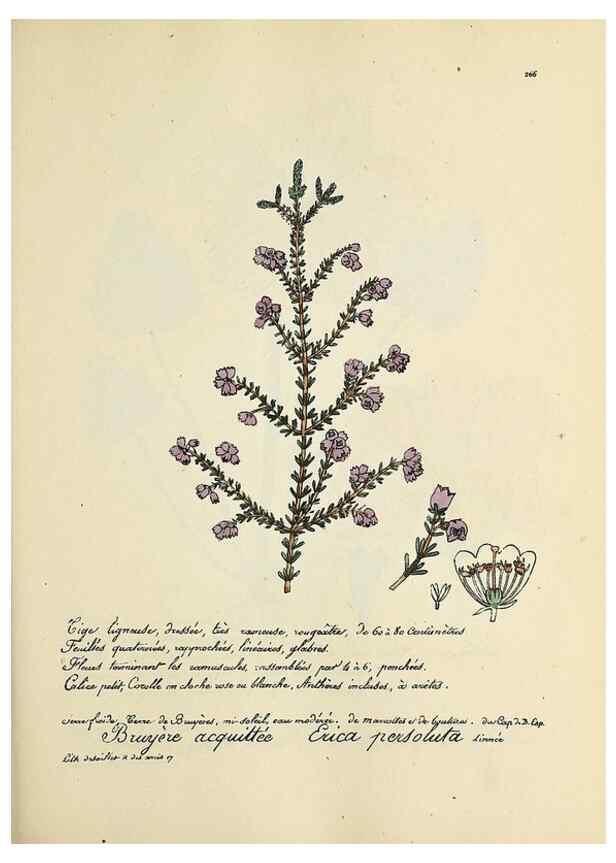 Reproducción/Reproduction 49501371746: Flore universelle. Saint-Denis :Au Bureau et chez Meilhac :[1848]-[1849]. 