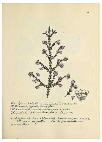 Reproducción/Reproduction 49501371746: Flore universelle. Saint-Denis :Au Bureau et chez Meilhac :[1848]-[1849]. 