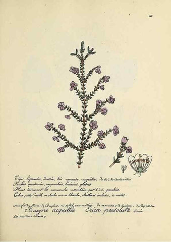 Reproducción/Reproduction 49501371746: Flore universelle. Saint-Denis :Au Bureau et chez Meilhac :[1848]-[1849]. 