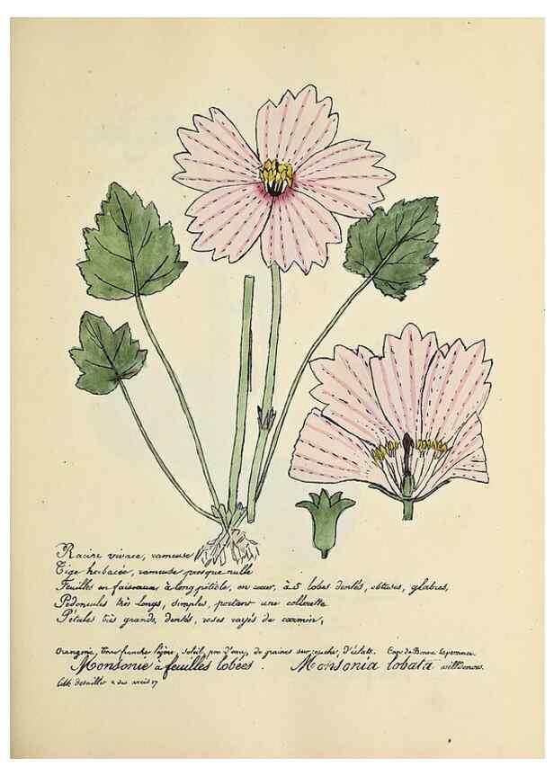 Reproducción/Reproduction 49501372071: Flore universelle. Saint-Denis :Au Bureau et chez Meilhac :[1848]-[1849]. 