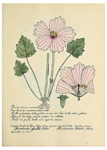 Reproducción/Reproduction 49501372071: Flore universelle. Saint-Denis :Au Bureau et chez Meilhac :[1848]-[1849]. 