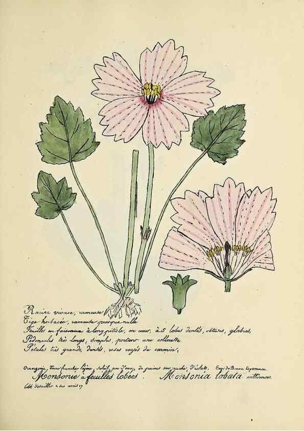 Reproducción/Reproduction 49501372071: Flore universelle. Saint-Denis :Au Bureau et chez Meilhac :[1848]-[1849]. 