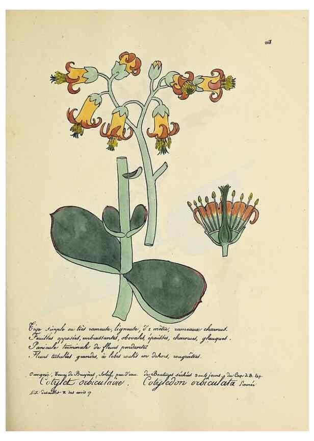 Reproducción/Reproduction 49501596692: Flore universelle. Saint-Denis :Au Bureau et chez Meilhac :[1848]-[1849]. 
