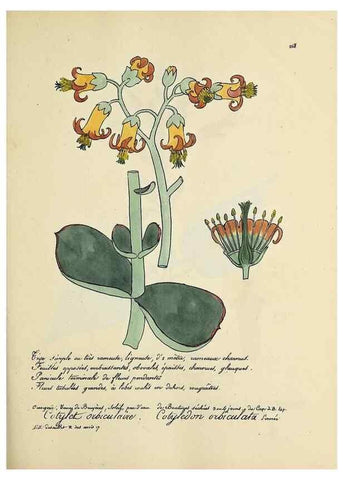 Reproducción/Reproduction 49501596692: Flore universelle. Saint-Denis :Au Bureau et chez Meilhac :[1848]-[1849]. 