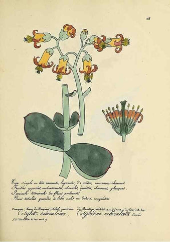 Reproducción/Reproduction 49501596692: Flore universelle. Saint-Denis :Au Bureau et chez Meilhac :[1848]-[1849]. 