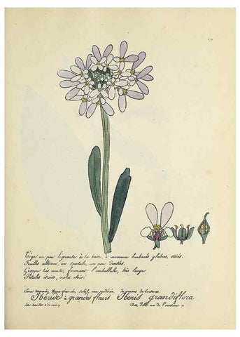 Reproducción/Reproduction 49501377121: Flore universelle. Saint-Denis :Au Bureau et chez Meilhac :[1848]-[1849]. 