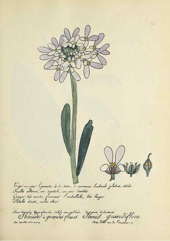 Reproducción/Reproduction 49501377121: Flore universelle. Saint-Denis :Au Bureau et chez Meilhac :[1848]-[1849]. 