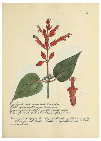 Reproducción/Reproduction 49501373311: Flore universelle. Saint-Denis :Au Bureau et chez Meilhac :[1848]-[1849]. 