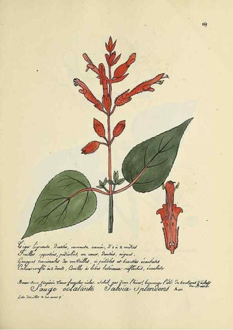 Reproducción/Reproduction 49501373311: Flore universelle. Saint-Denis :Au Bureau et chez Meilhac :[1848]-[1849]. 