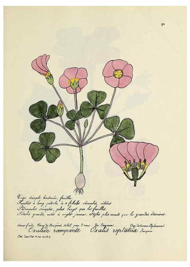Reproducción/Reproduction 49501374061: Flore universelle. Saint-Denis :Au Bureau et chez Meilhac :[1848]-[1849]. 