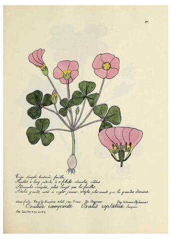 Reproducción/Reproduction 49501374061: Flore universelle. Saint-Denis :Au Bureau et chez Meilhac :[1848]-[1849]. 