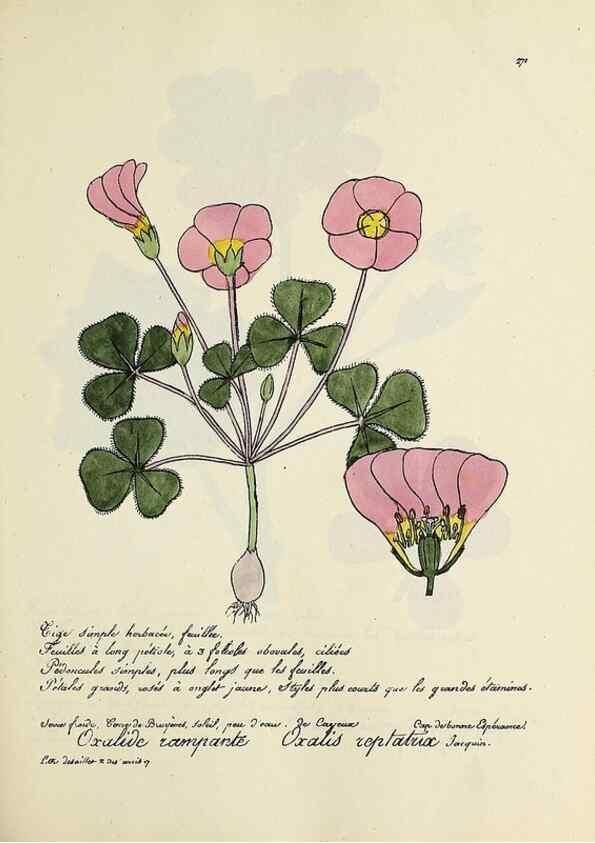 Reproducción/Reproduction 49501374061: Flore universelle. Saint-Denis :Au Bureau et chez Meilhac :[1848]-[1849]. 