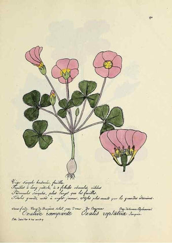 Reproducción/Reproduction 49501374061: Flore universelle. Saint-Denis :Au Bureau et chez Meilhac :[1848]-[1849]. 