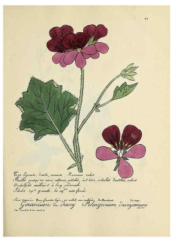 Reproducción/Reproduction 49500869678: Flore universelle. Saint-Denis :Au Bureau et chez Meilhac :[1848]-[1849]. 