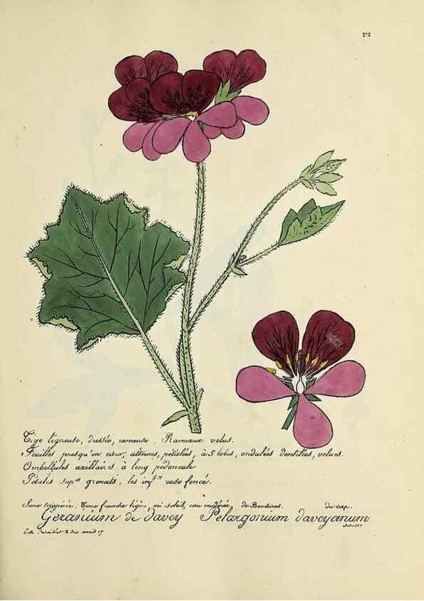 Reproducción/Reproduction 49500869678: Flore universelle. Saint-Denis :Au Bureau et chez Meilhac :[1848]-[1849]. 