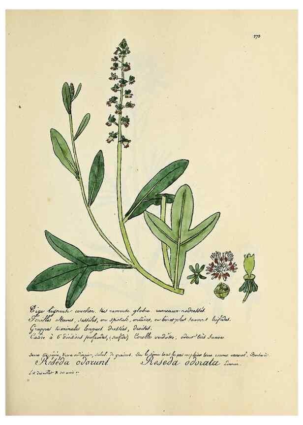 Reproducción/Reproduction 49501375006: Flore universelle. Saint-Denis :Au Bureau et chez Meilhac :[1848]-[1849]. 