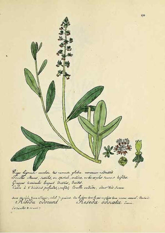 Reproducción/Reproduction 49501375006: Flore universelle. Saint-Denis :Au Bureau et chez Meilhac :[1848]-[1849]. 