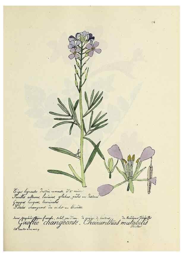 Reproducción/Reproduction 49500870743: Flore universelle. Saint-Denis :Au Bureau et chez Meilhac :[1848]-[1849]. 