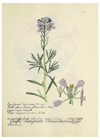 Reproducción/Reproduction 49500870743: Flore universelle. Saint-Denis :Au Bureau et chez Meilhac :[1848]-[1849]. 