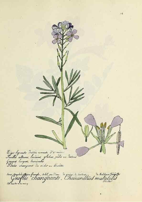 Reproducción/Reproduction 49500870743: Flore universelle. Saint-Denis :Au Bureau et chez Meilhac :[1848]-[1849]. 