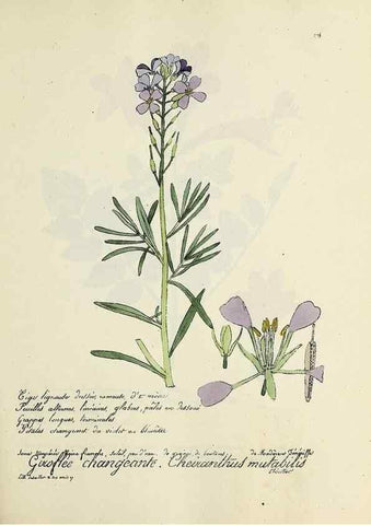 Reproducción/Reproduction 49500870743: Flore universelle. Saint-Denis :Au Bureau et chez Meilhac :[1848]-[1849]. 