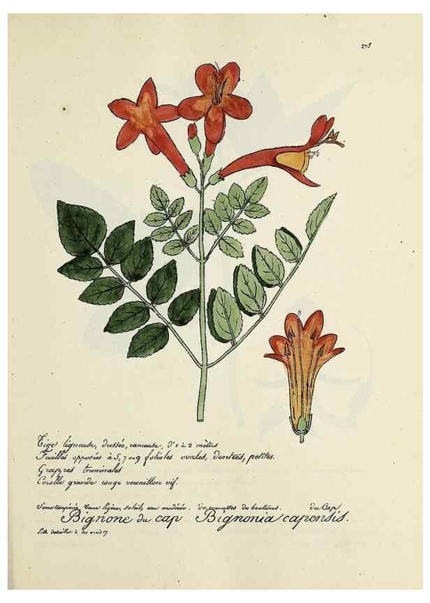 Reproducción/Reproduction 49501375641: Flore universelle. Saint-Denis :Au Bureau et chez Meilhac :[1848]-[1849]. 