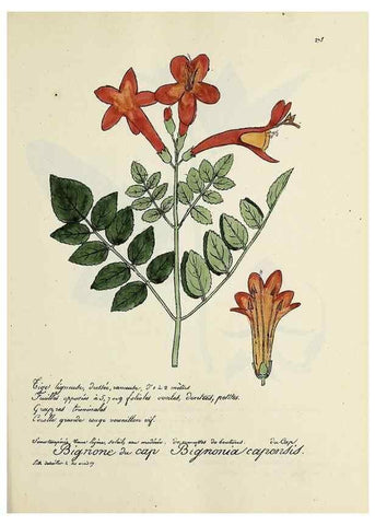 Reproducción/Reproduction 49501375641: Flore universelle. Saint-Denis :Au Bureau et chez Meilhac :[1848]-[1849]. 