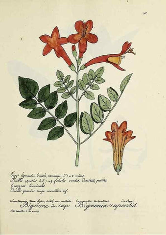 Reproducción/Reproduction 49501375641: Flore universelle. Saint-Denis :Au Bureau et chez Meilhac :[1848]-[1849]. 