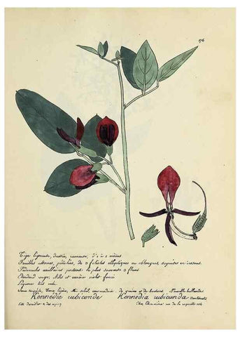 Reproducción/Reproduction 49501375996: Flore universelle. Saint-Denis :Au Bureau et chez Meilhac :[1848]-[1849]. 