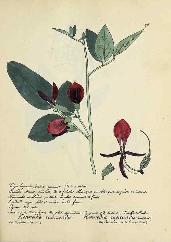 Reproducción/Reproduction 49501375996: Flore universelle. Saint-Denis :Au Bureau et chez Meilhac :[1848]-[1849]. 