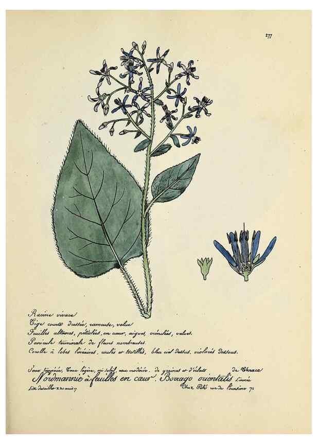 Reproducción/Reproduction 49500871543: Flore universelle. Saint-Denis :Au Bureau et chez Meilhac :[1848]-[1849]. 