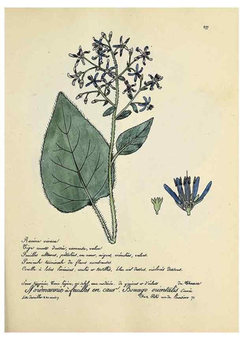 Reproducción/Reproduction 49500871543: Flore universelle. Saint-Denis :Au Bureau et chez Meilhac :[1848]-[1849]. 