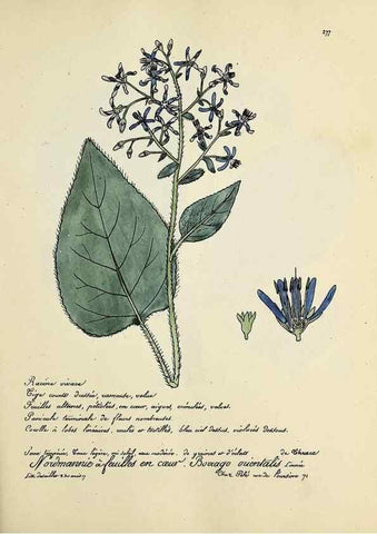 Reproducción/Reproduction 49500871543: Flore universelle. Saint-Denis :Au Bureau et chez Meilhac :[1848]-[1849]. 