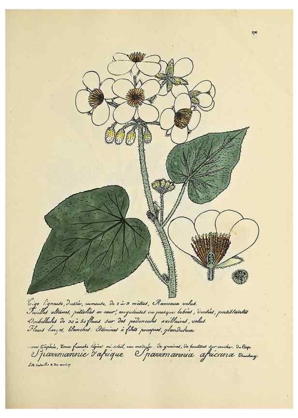 Reproducción/Reproduction 49500869103: Flore universelle. Saint-Denis :Au Bureau et chez Meilhac :[1848]-[1849]. 