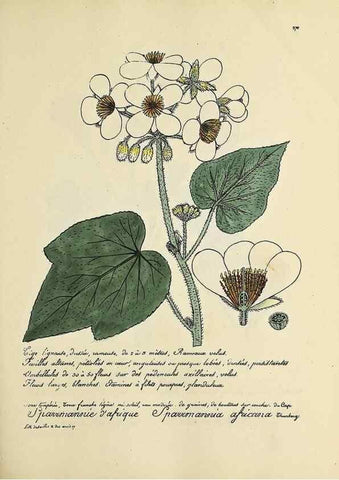 Reproducción/Reproduction 49500869103: Flore universelle. Saint-Denis :Au Bureau et chez Meilhac :[1848]-[1849]. 