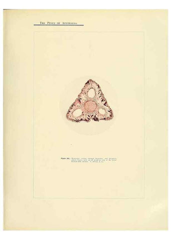 Reproducción/Reproduction 49264006536: A research on the pines of Australia,. Sydney,W. A. Gullick, government printer,1910.. 