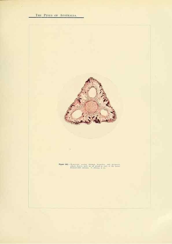 Reproducción/Reproduction 49264006536: A research on the pines of Australia,. Sydney,W. A. Gullick, government printer,1910.. 