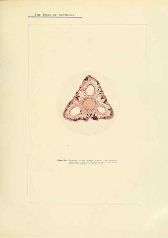 Reproducción/Reproduction 49264006536: A research on the pines of Australia,. Sydney,W. A. Gullick, government printer,1910.. 