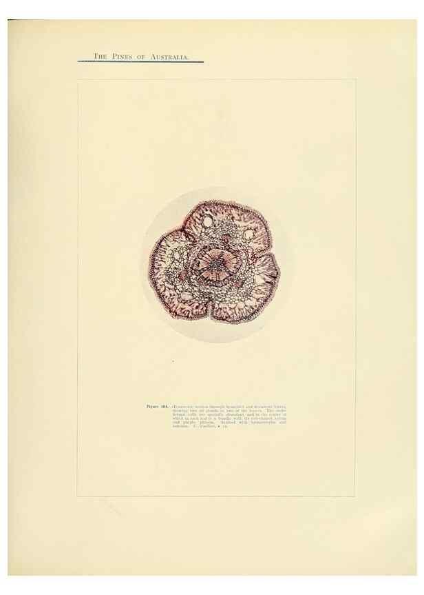 Reproducción/Reproduction 49264203067: A research on the pines of Australia,. Sydney,W. A. Gullick, government printer,1910.. 