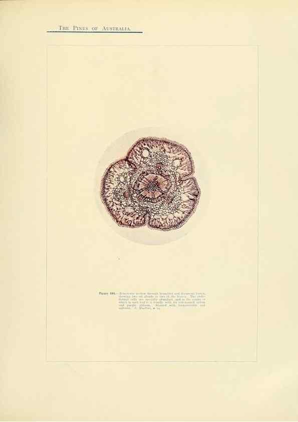 Reproducción/Reproduction 49264203067: A research on the pines of Australia,. Sydney,W. A. Gullick, government printer,1910.. 