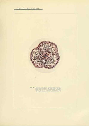 Reproducción/Reproduction 49264203067: A research on the pines of Australia,. Sydney,W. A. Gullick, government printer,1910.. 