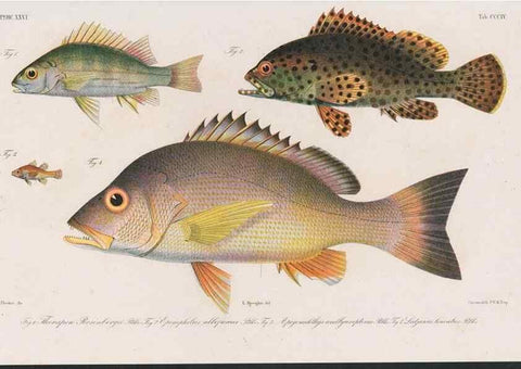 Reproducción/Reproduction 48941933023: Atlas ichthyologique des Indes orientales néêrlandaises :. Amsterdam :Frédéric Muller, editeur,1862-1878. 
