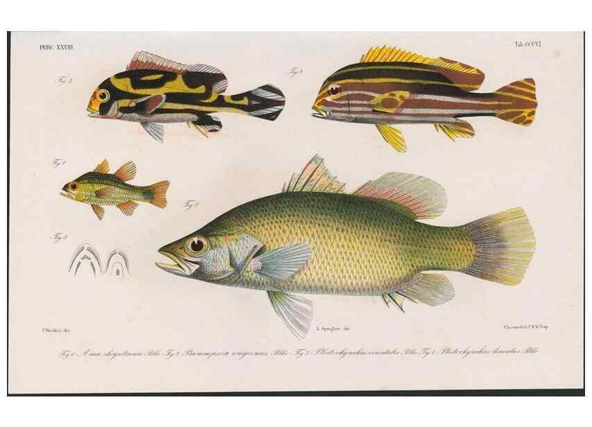 Reproducción/Reproduction 48941933648: Atlas ichthyologique des Indes orientales néêrlandaises :. Amsterdam :Frédéric Muller, editeur,1862-1878. 