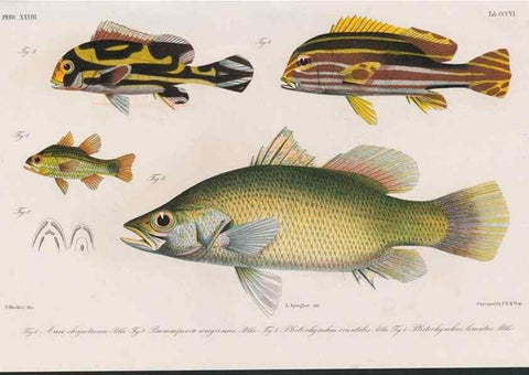 Reproducción/Reproduction 48941933648: Atlas ichthyologique des Indes orientales néêrlandaises :. Amsterdam :Frédéric Muller, editeur,1862-1878. 